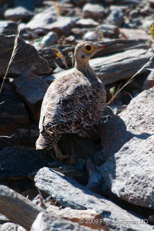 20090607_113358 D300 (1) X1.jpg - Guinea Fowl, is a bird,  native to Africa and was seen in  Kunene Region of Namibia. They have no featherso n their head